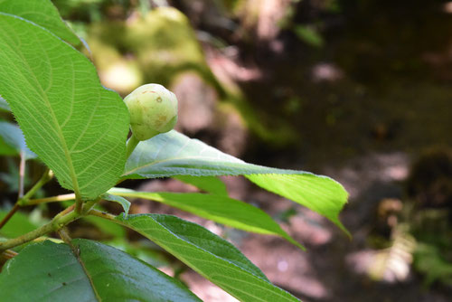 山煙草の葉,ヤマタバコの木,たまあじさい
