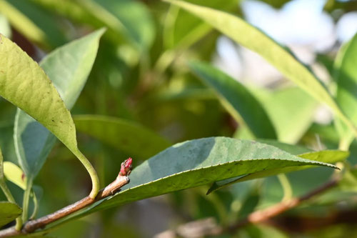 あかめもち,植物