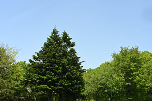 北海道の木