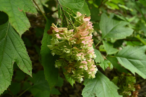 カシワバアジサイの花はどんな花