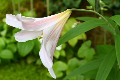 雄蕊,雌蕊