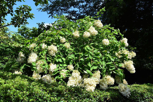 ピラミッド紫陽花,ミナヅキ,種類