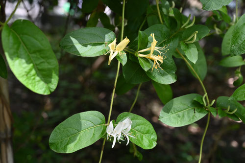 スイカズラ,すいかずら,にんどう,植物
