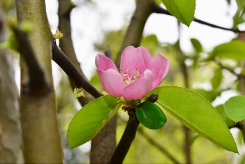 カリンの開花時期,かりん