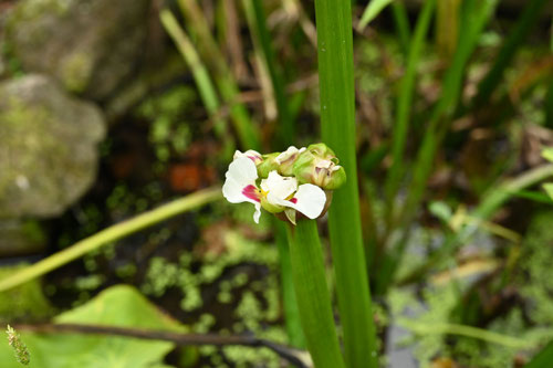 大輪おもだか,水草