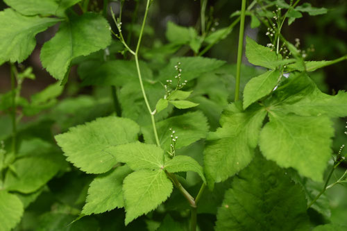 ミツバ,植物