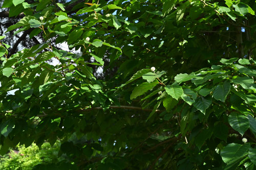 cancer tree