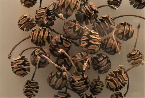 メタセコイア,Dawn Redwood