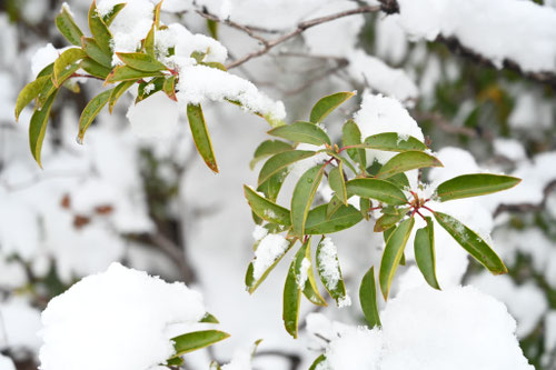カルミアの木,かるみあ,植物,雪