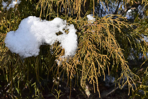 雪のコニファー,いとひば