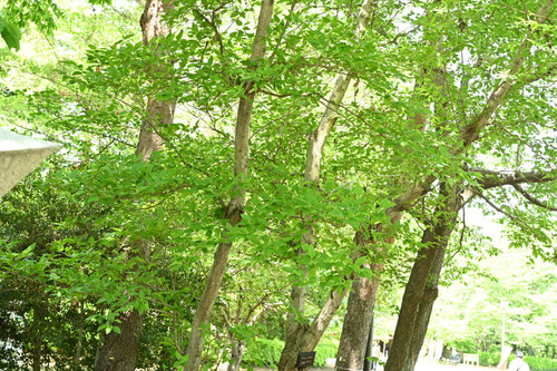 Japanese green alder