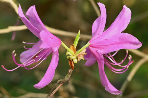 トウゴクミツバツツジ - 庭木図鑑 植木ペディア