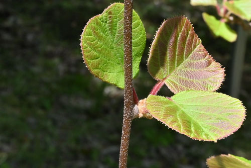 キウイフルーツ,植物,きうい
