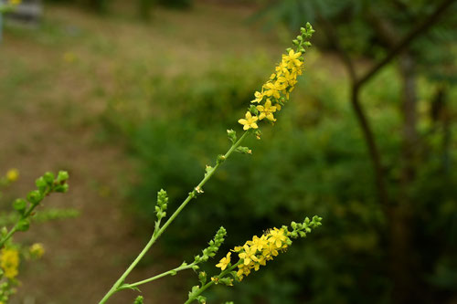 金みずひき,野草