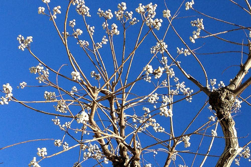 Chinese tallow tree,seeds