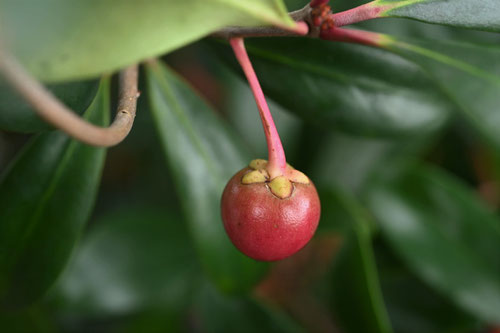 mokkoku tree