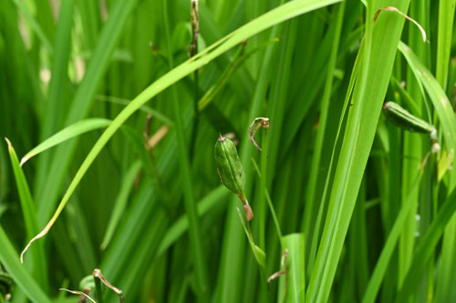 黄色いアヤメ,キショウブ,きしょうぶ,植物