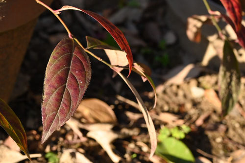 コバノズイナ,こばのずいな,植物