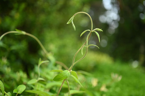 スイカズラ,すいかずら,植物