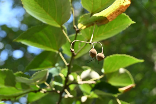 菩提樹の木の実,ぼだいじゅ