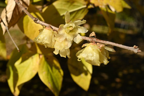 ソシンロウバイ,そしんろうばい