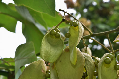 アオギリ,青桐,あおぎり,樹木,梧桐