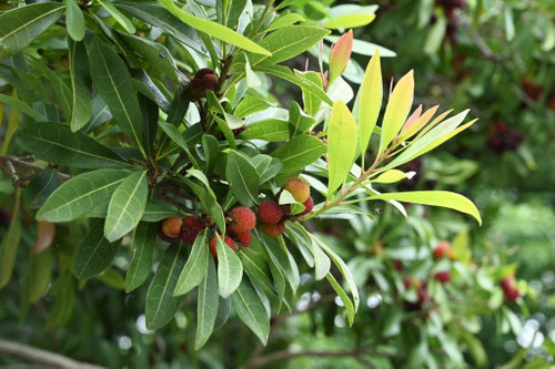 沿海地の造園に適した果樹