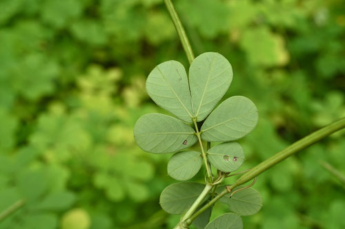 Sicklepod,leaf