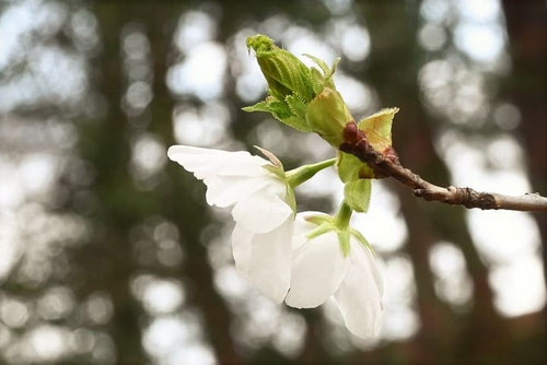 大島桜,オオシマザクラ,おおしまざくら,萼