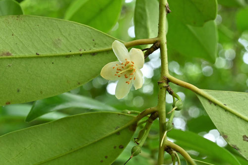 サカキの木の花