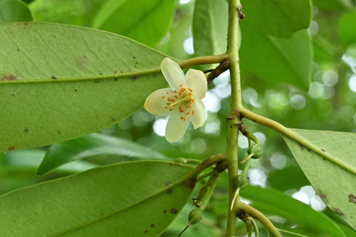 サカキの木の花,さかき,榊