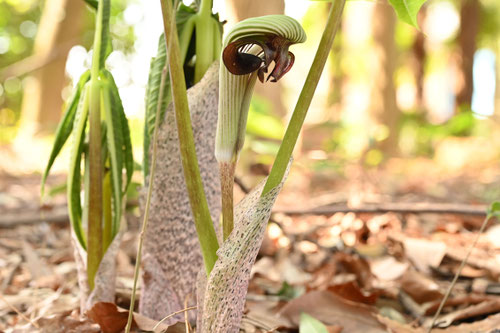 武蔵鐙,むさしあぶみ,植物