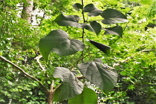 菩提樹,Linden tree