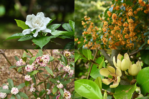 香のある木の花,いい匂いのする植物