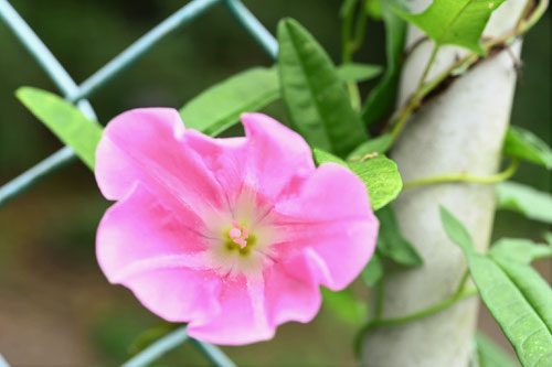 ひるがお,花言葉