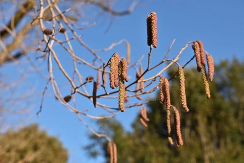 ハンノキの花,はんのき,写真