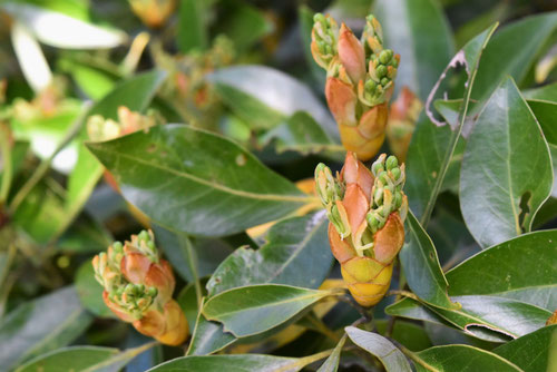 タブノキの花,たぶのき,椨の木