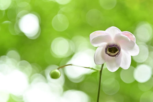 花の特徴