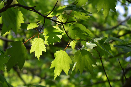 紅楓の木,特徴,あめりかはなのき