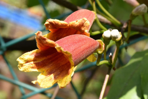 Crossvine,flower