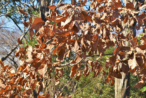 Oriental white oak