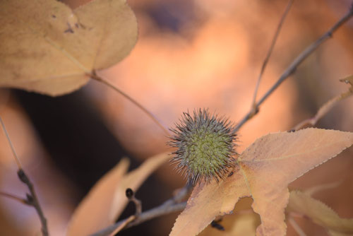 Chinese sweetgum,fruits