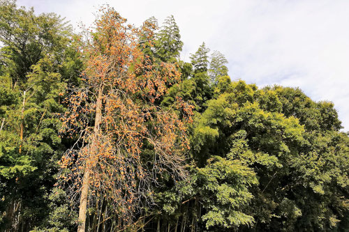 カキノキ,樹高,画像,柿
