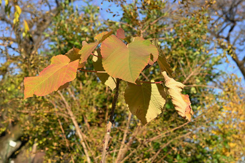 オオバベニガシワ,紅葉