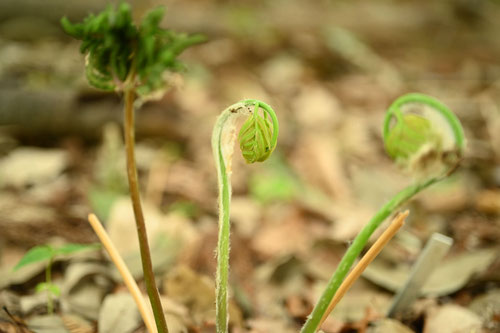 山菜のゼンマイ