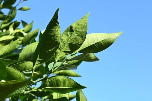 橙の木,植物