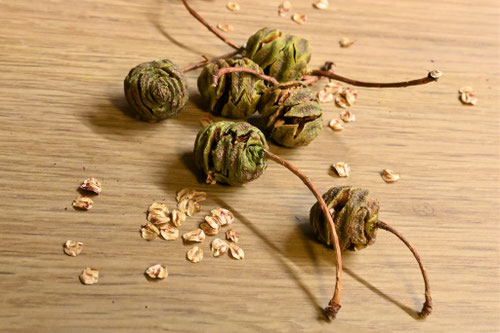 メタセコイア,めたせこいあ,種子