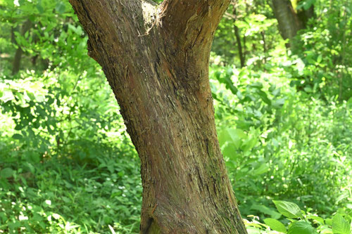 ビャクシンの木,伊吹の木,びゃくしん,樹木