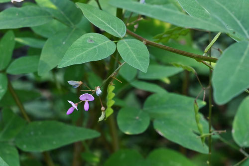 荒れ地盗人萩,帰化植物