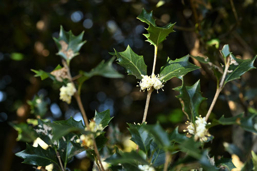 柊,ひいらぎ,Holly Olive in Japan
